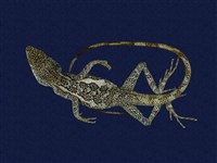 藏品(斯文豪氏攀蜥)的圖片